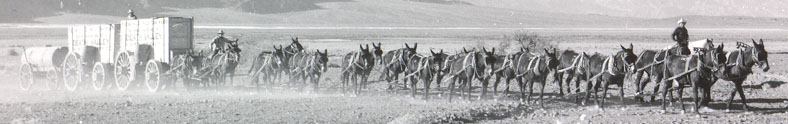 20 mule team