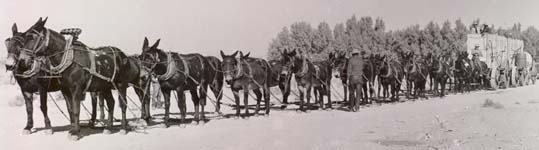 20 mule team