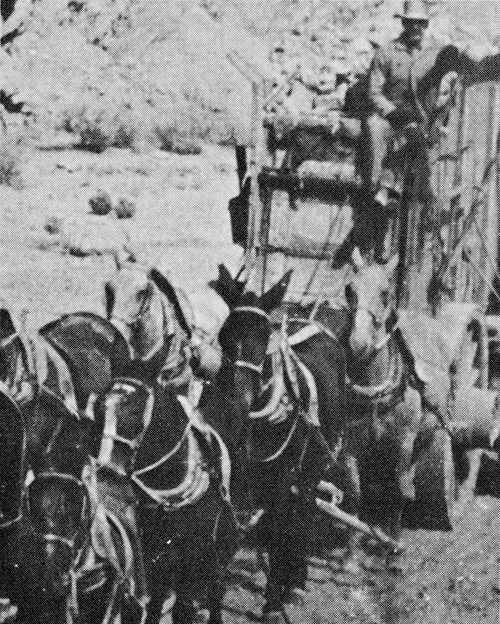 20 mule team