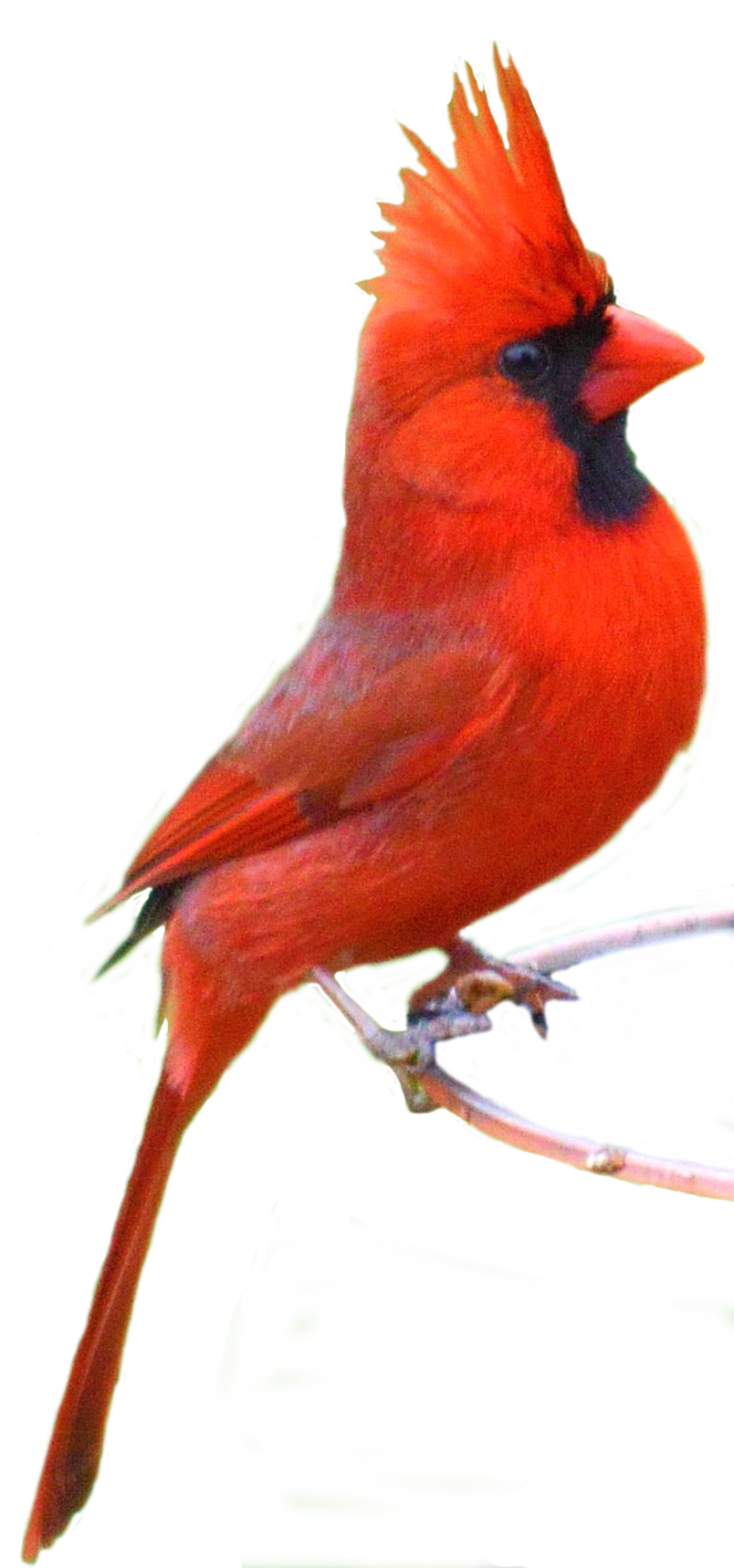 cardinal