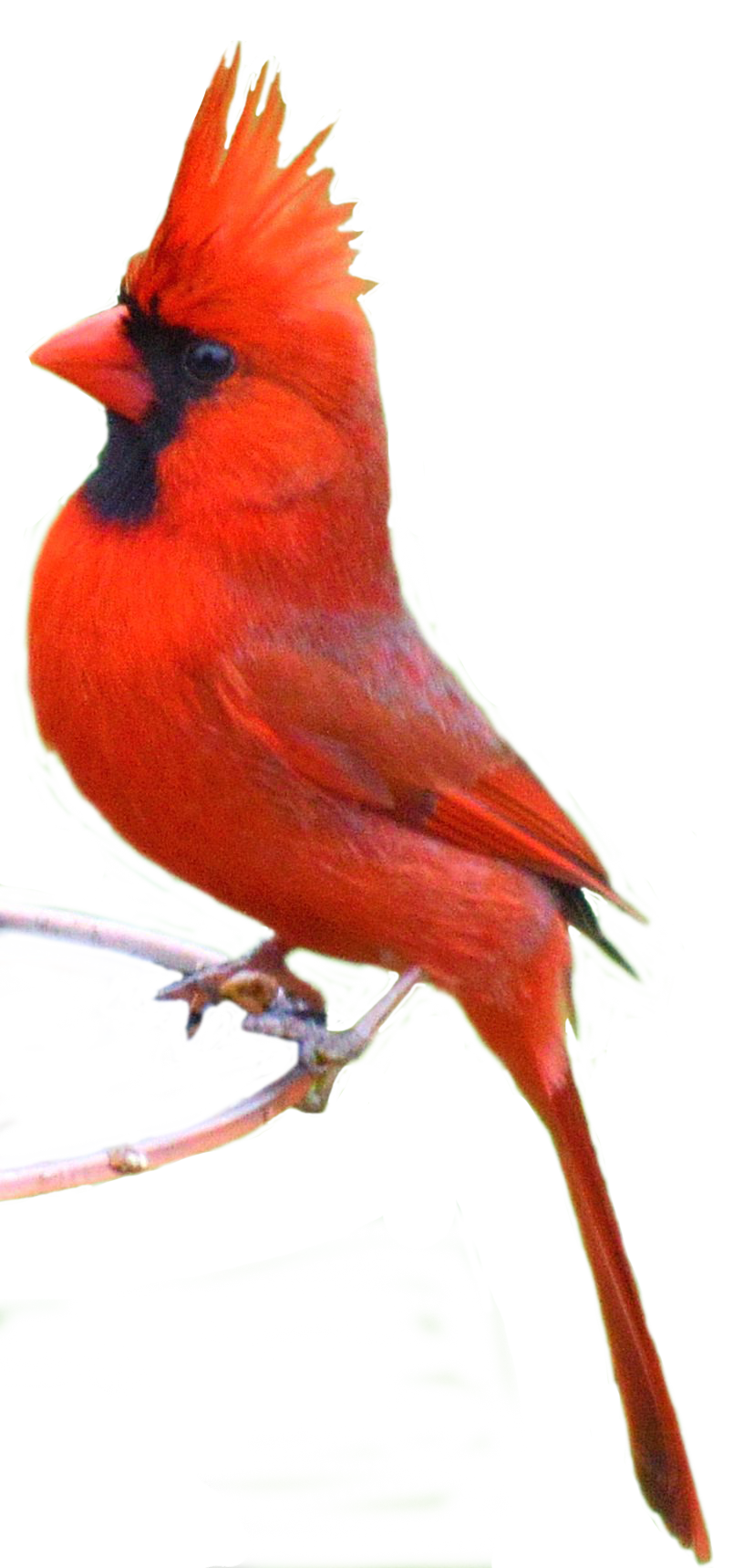 cardinal