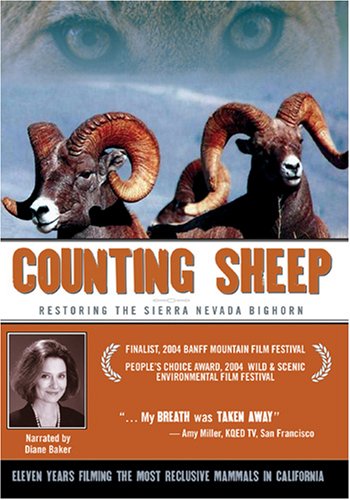 counting sheep