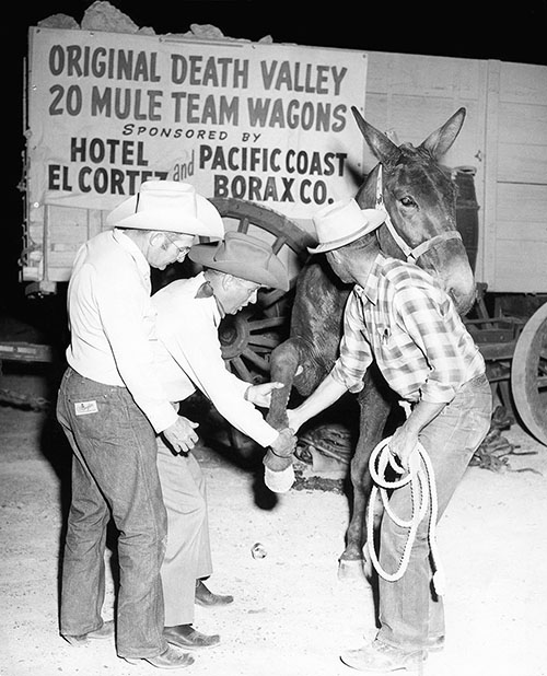 20-mule-team