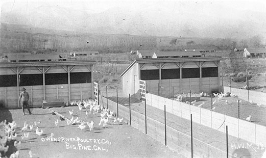 owens river poultry company