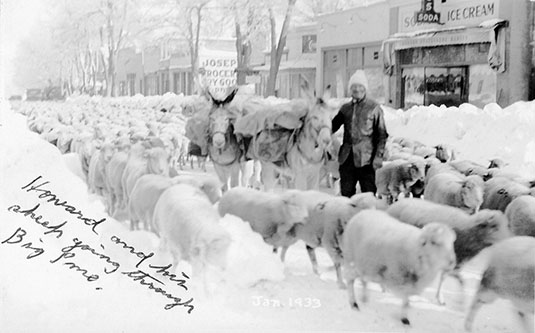 howard and sheep