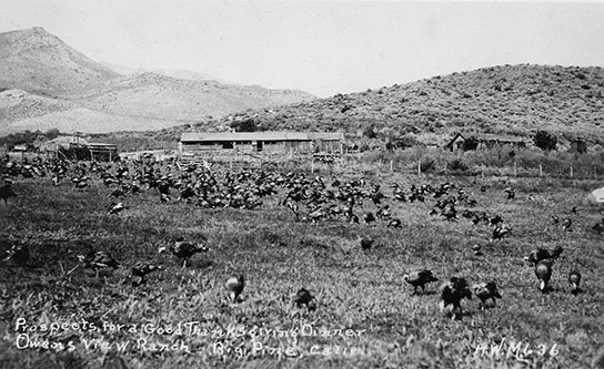 big pine turkey farm