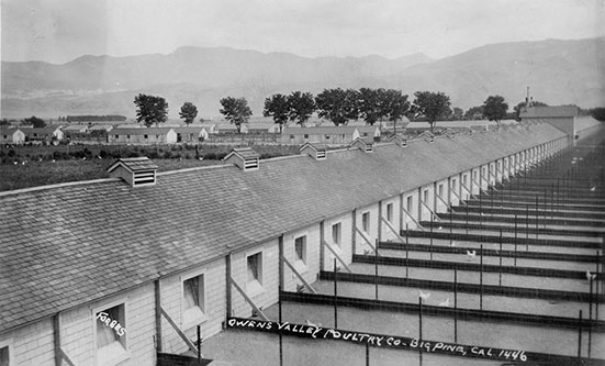 owens valley poultry ranch