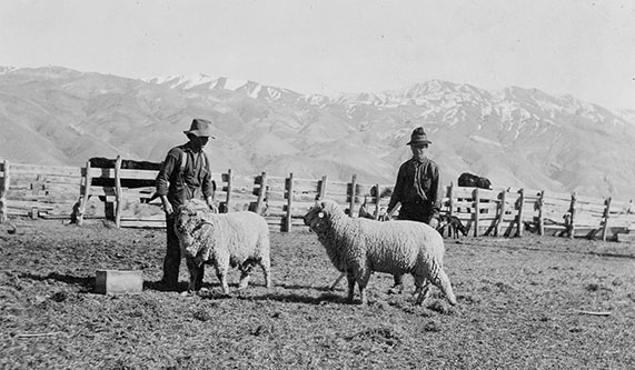 big pine sheep