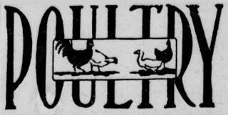 poultry