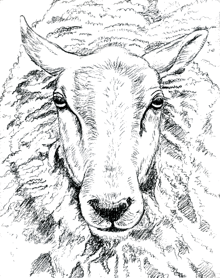 sheep