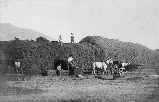 hay stack