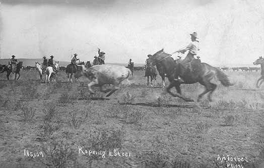 roping steers