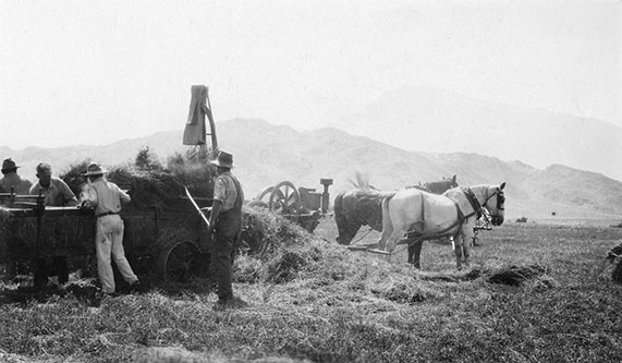 hay harvesting