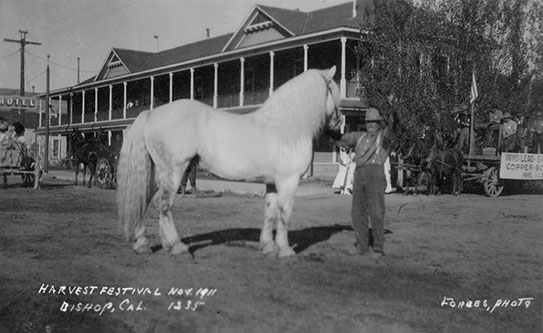 harvest festival horse