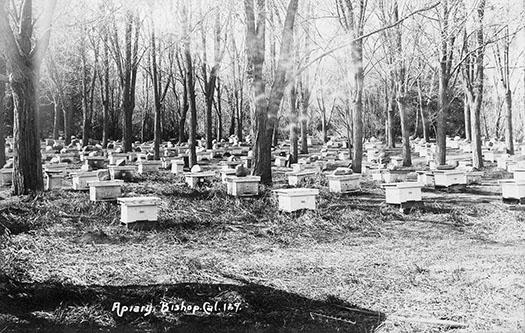 apiary