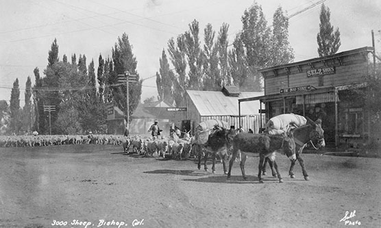 herding sheep