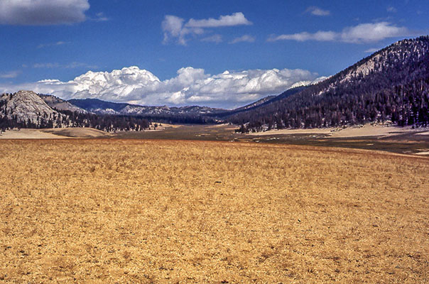 mulkey meadow