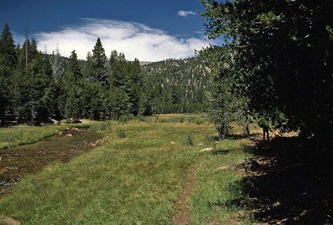 golden trout creek