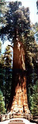 giant sequoia