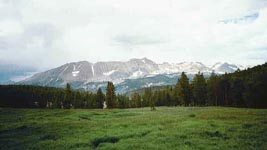 sandy meadow