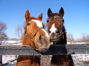 horses