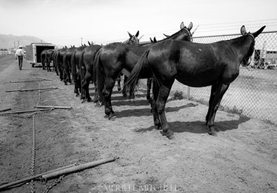 20 mule team