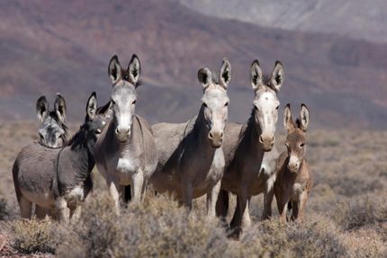 burros