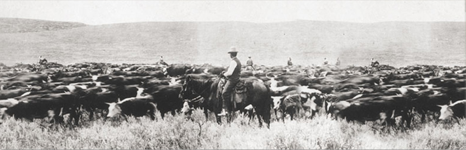 cattle drive