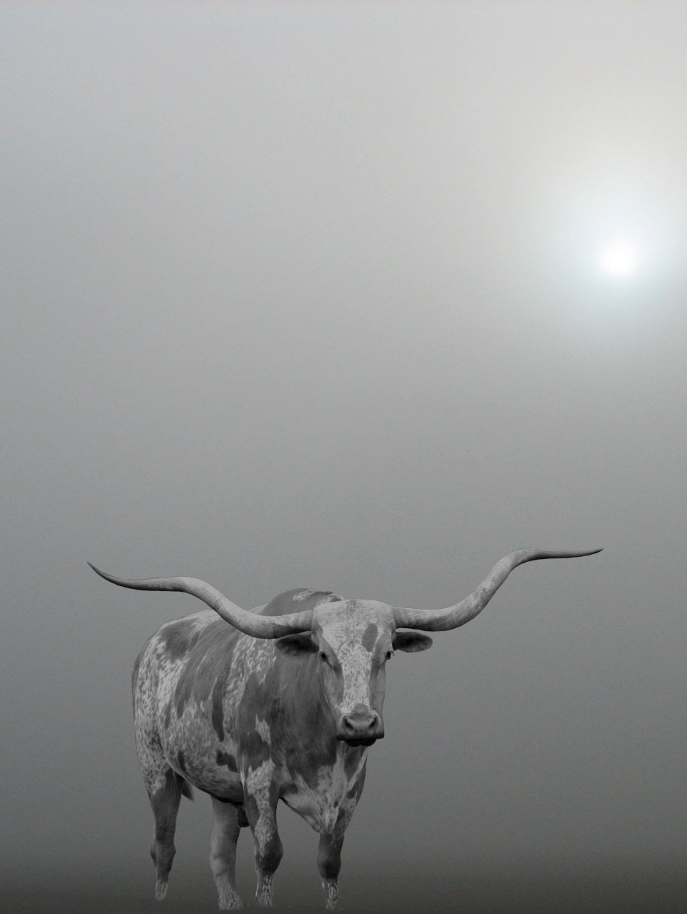 steer in fog