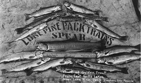 Lone Pine Pack Trains