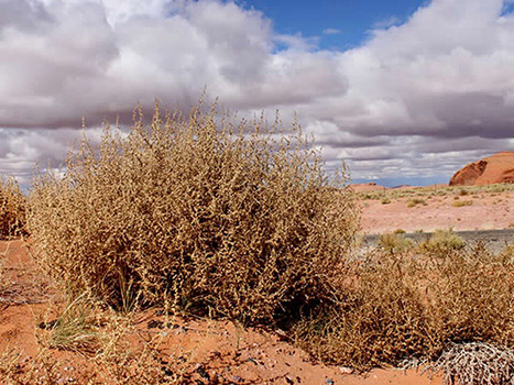 tumbleweed