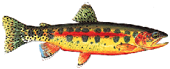 golden trout