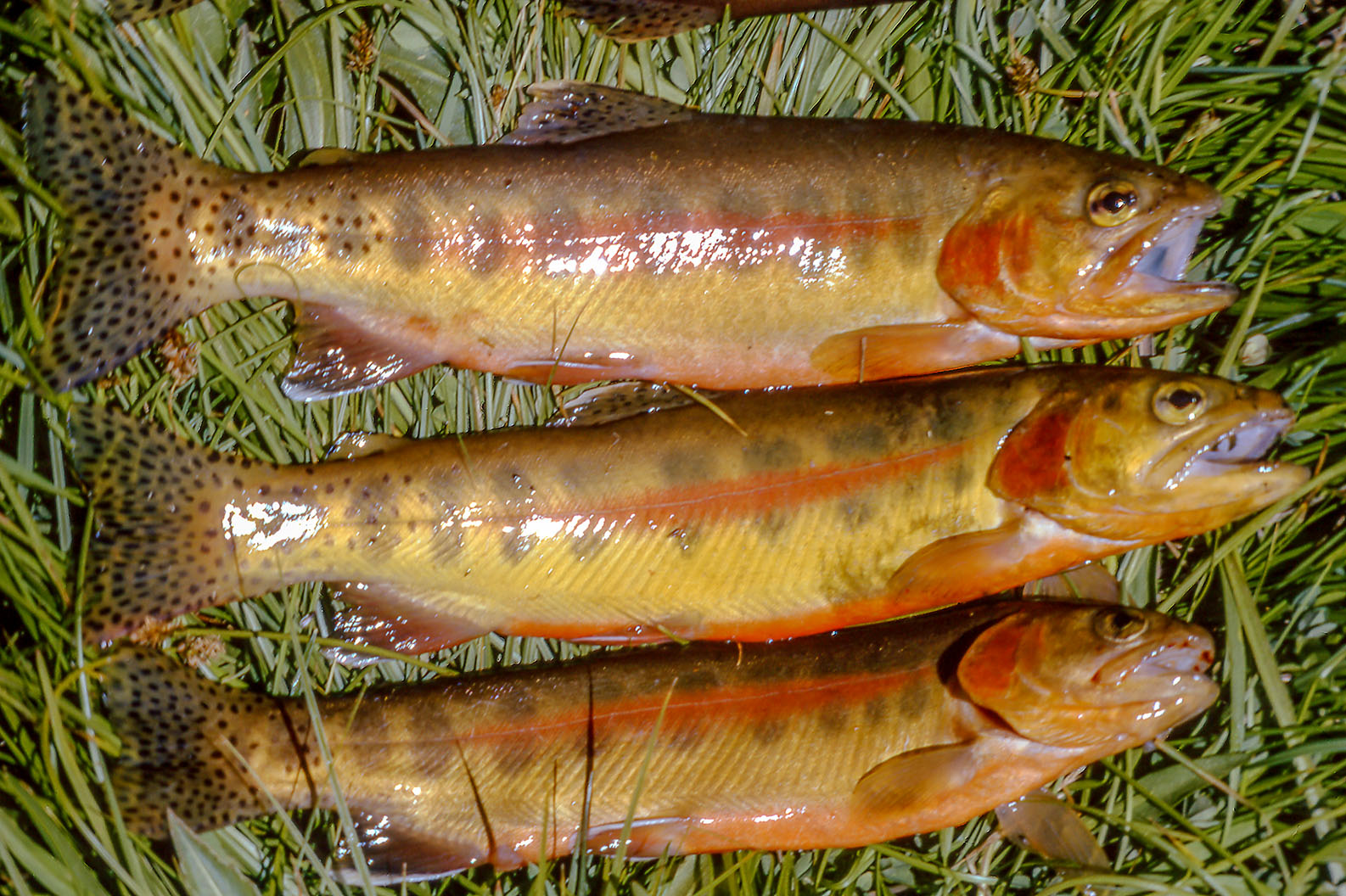 colorado golden trout spinner fishing planet