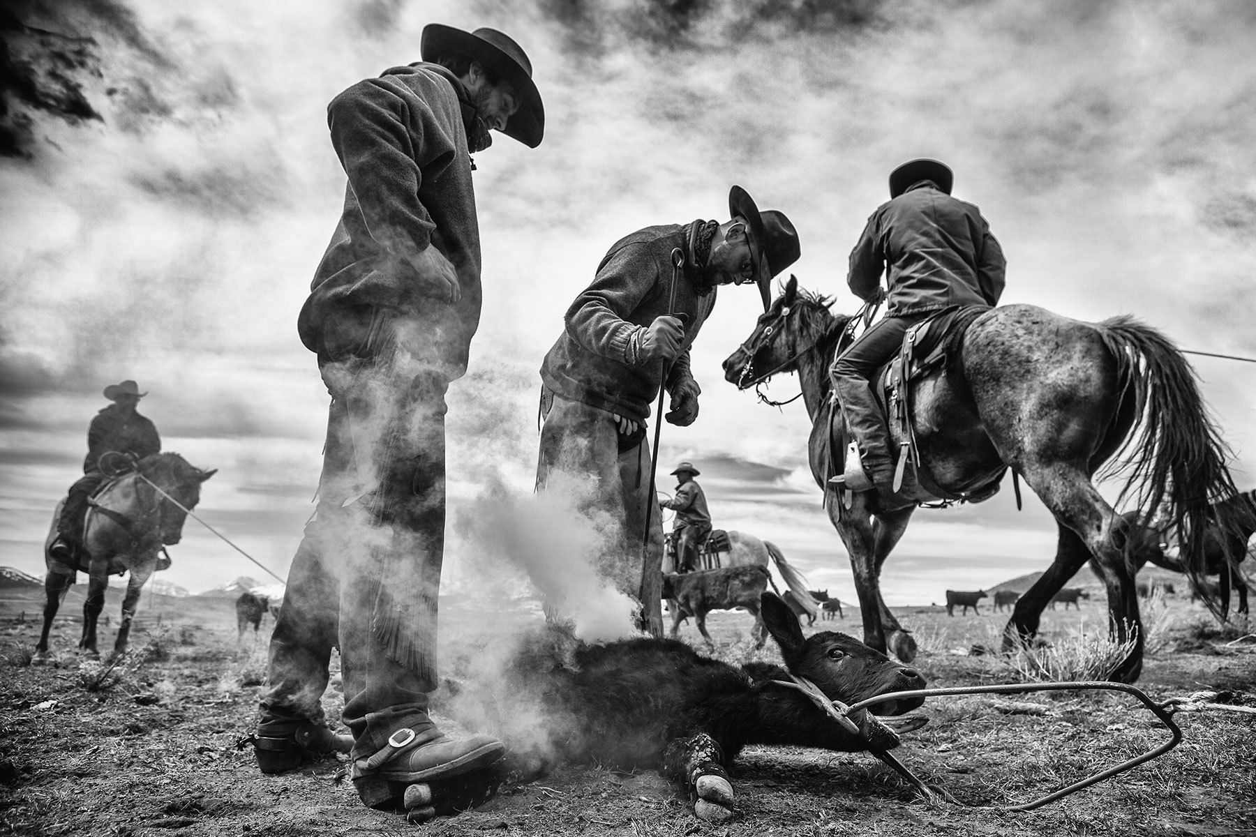 branding cattle