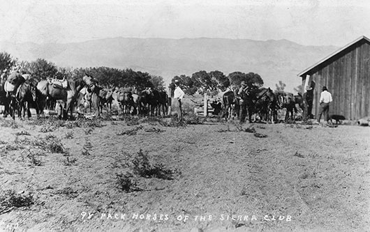 sierra club pack horses