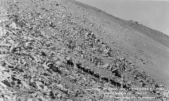 packtrain on kearsarge pass trail