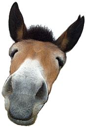 mule snout