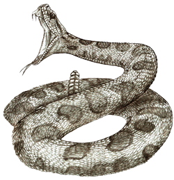 rattlesnake