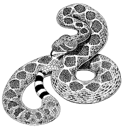 rattlesnake