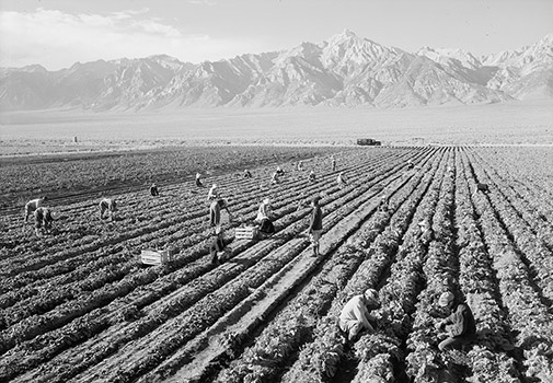 potato field