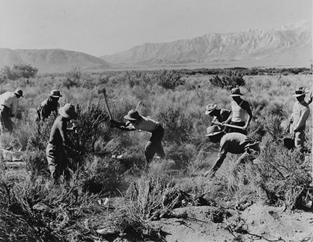 clearing the land