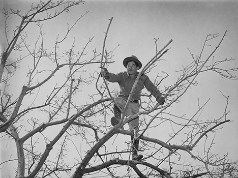 pruning trees