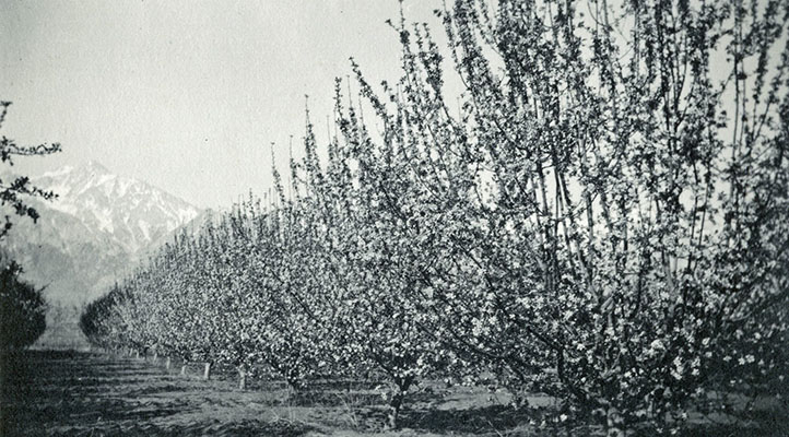 manzanar