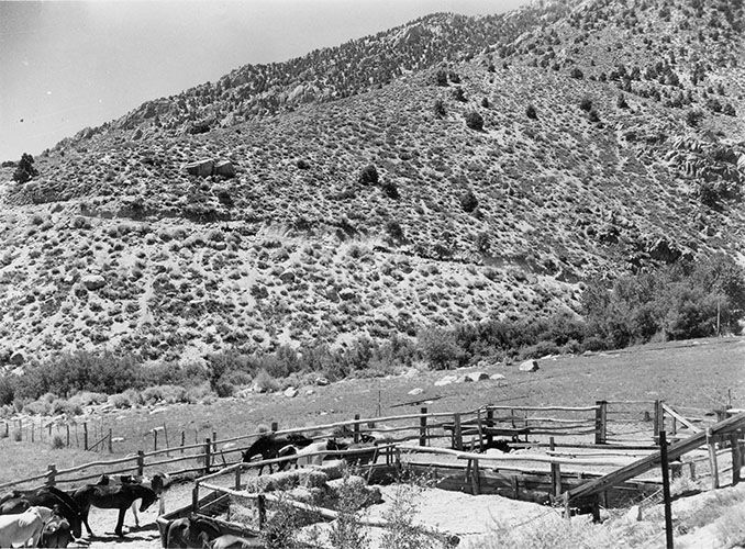 carroll creek corrals