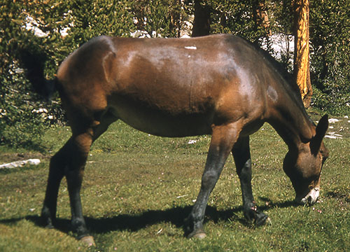 beulah mule