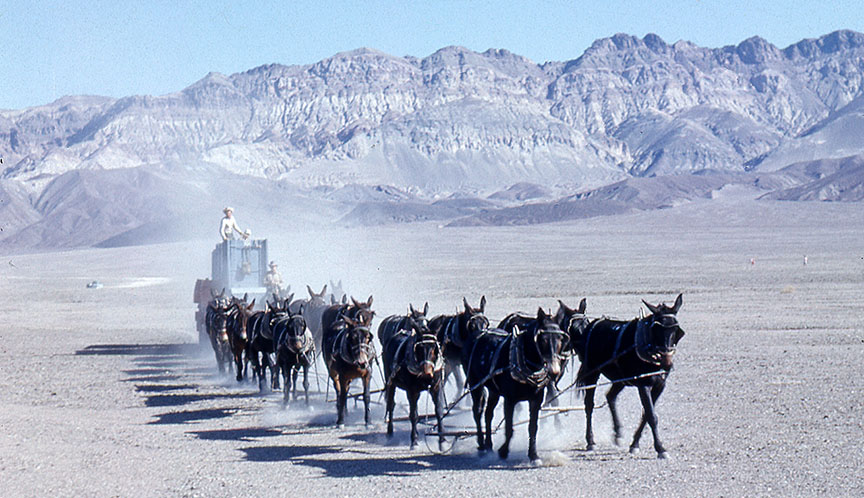 20 mule team