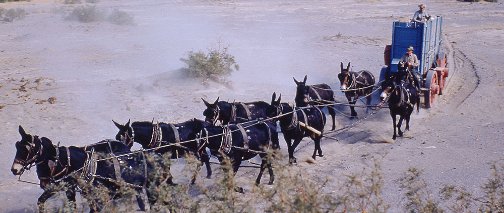 20 mule team