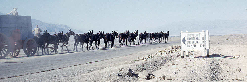 20 mule team