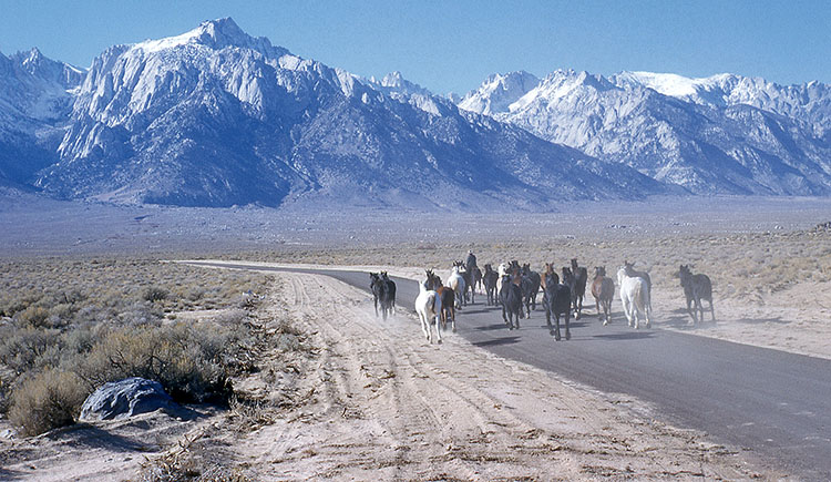 herding horses