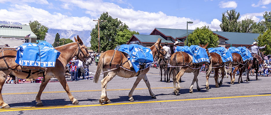 mule days